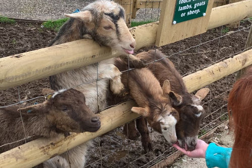 Pennywell Farm goats