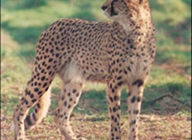 See the world's fastest animals before they disappear.