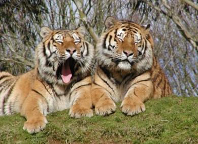 Dartmoor Zoological Park