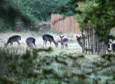 Deer Rut
