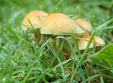 Fungus Foray