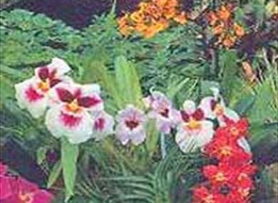 Orchid Paradise, Newton Abbot