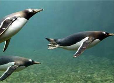 See the animals above and below the water.
