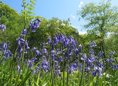 Andrews Wood, Devon Wildlife trust