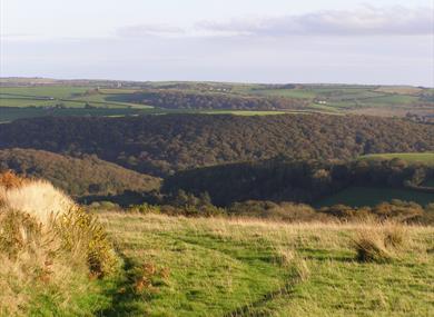 Blackdown rings