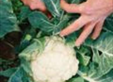Shillingford Organics