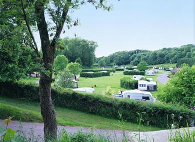 Dornafield
