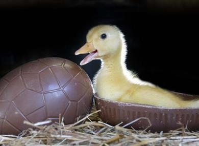 Easter Weekend at Pennywell Farm