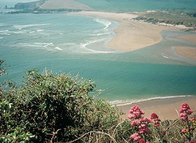 Mothecombe Beach with Flowers