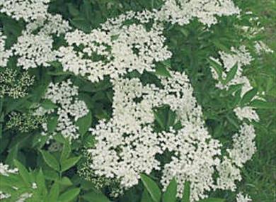 Elderflower