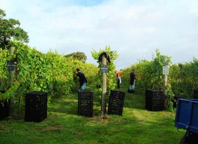 Kenton Vineyard