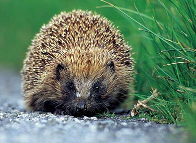 Hedgehog Hospital