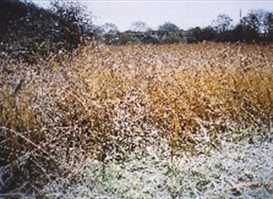 Jetty Marsh - DD