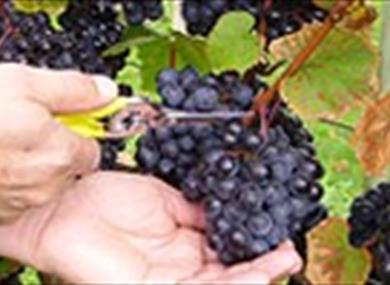 Kenton Vineyard, South Devon
