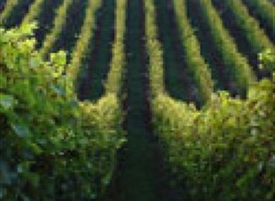 Old Walls Vineyard