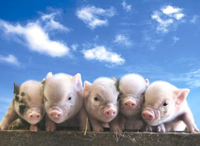 Pennywell Farm pigs