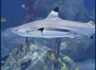 National Marine Aquarium, Plymouth