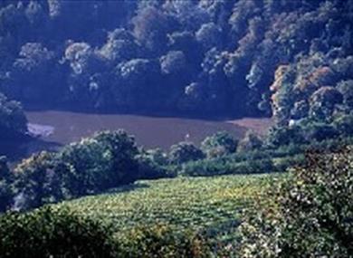 Sharpham Vineyard, South Devon
