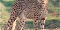 See the world's fastest animals before they disappear.