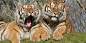 Dartmoor Zoological Park