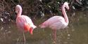 Dartmoor Zoological Park