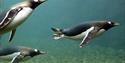 See the animals above and below the water.