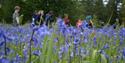 Bluebells