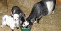 Lambs at Prickly Ball