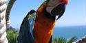 The Moorings Friendly Parrot