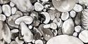 R Burns - plentymorepebbles