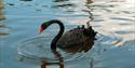 Dawlish Black Swan