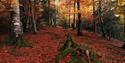 Bovey Tracey woods in autumn