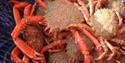 Britannia Shellfish Limited