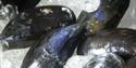 Britannia Shellfish Limited