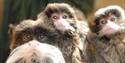 Shaldon Wildlife Trust
