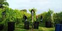 Kenton Vineyard