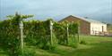 Kenton Vineyard