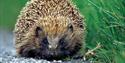 Hedgehog Hospital