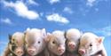 Pennywell pigs in South Devon