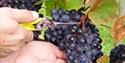 Kenton Vineyard, South Devon