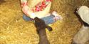 Lamb feeding at Prickly Ball Farm