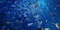 National Marine Aquarium