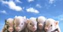 Pennywell Farm pigs