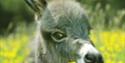 Miniature Pony Centre