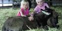 Miniature Pony Centre