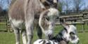 Miniature Pony Centre
