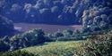 Sharpham Vineyard, South Devon