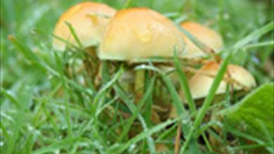 Thumbnail for Forest Fungus Foray at Haldon