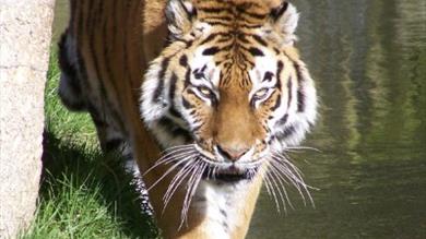 Thumbnail for Dartmoor Zoological Park