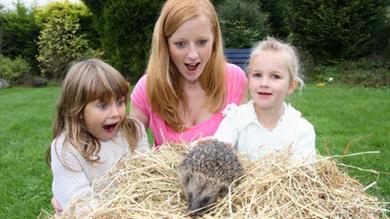 Hedgehog at Prickly Ball